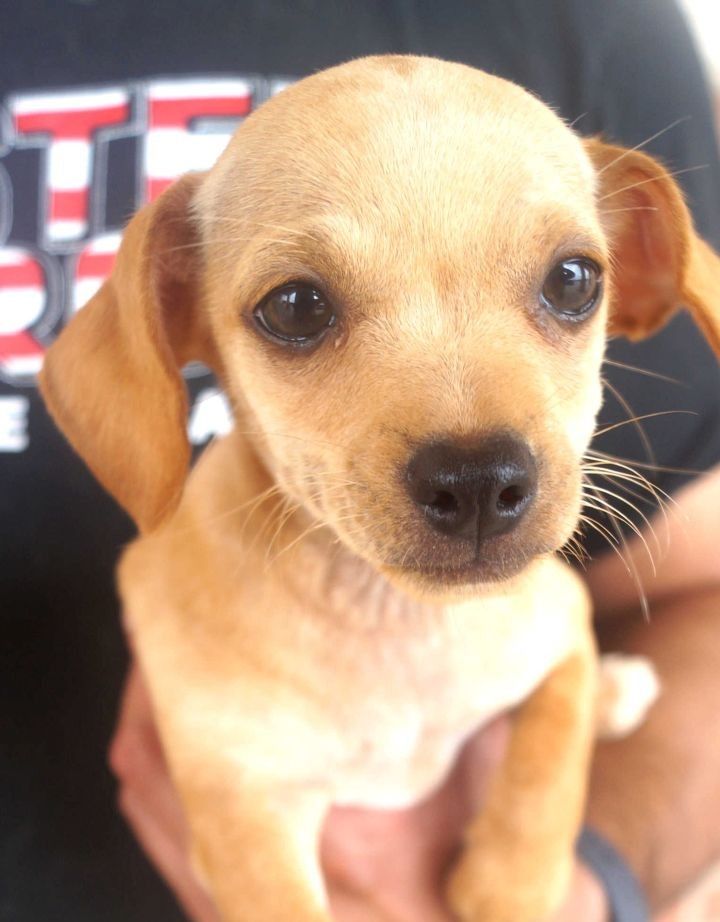adoptable Dog in Carrollton, TX named Odin