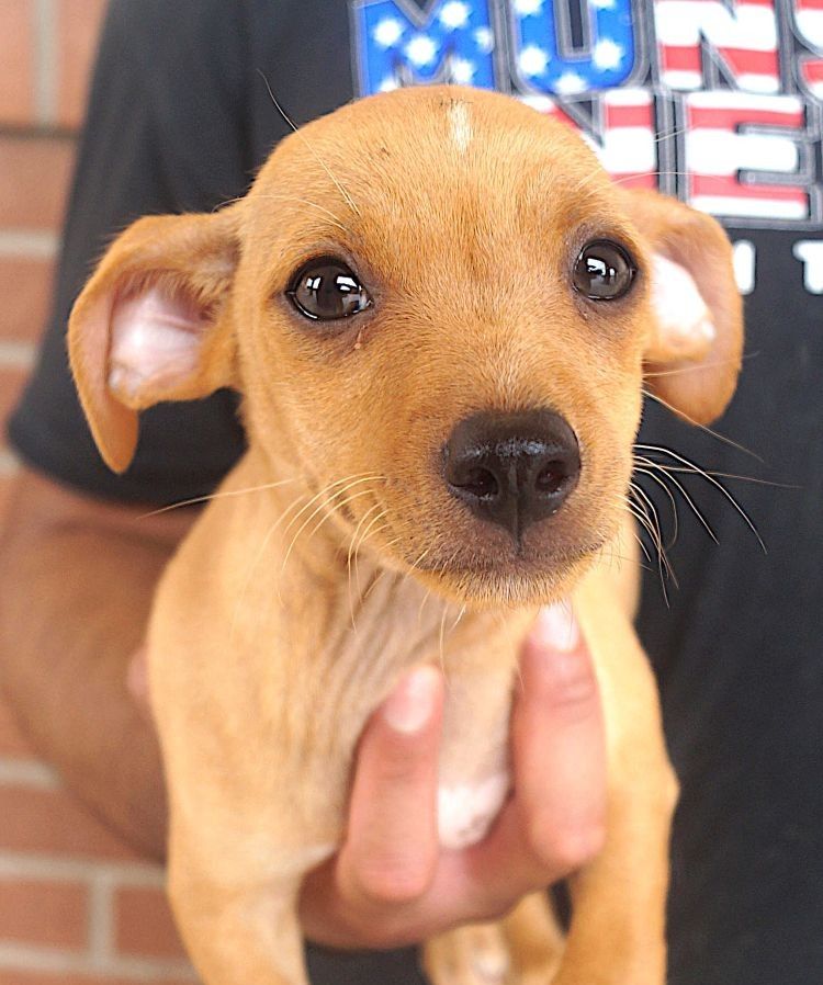 adoptable Dog in Carrollton, TX named Micky