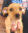 adoptable Dog in  named Micky