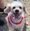 adoptable Dog in  named Monty