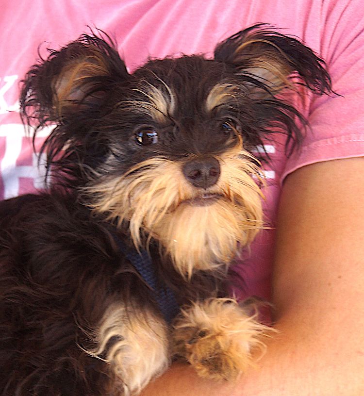 adoptable Dog in Carrollton, TX named Tessa