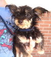 adoptable Dog in carrollton, TX named Dakota