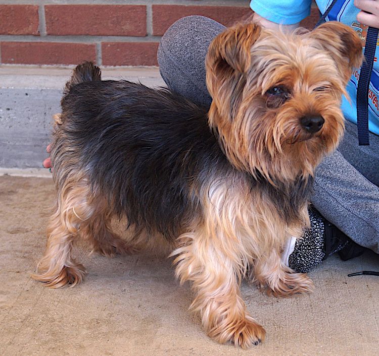adoptable Dog in Carrollton, TX named Bronx