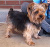 adoptable Dog in carrollton, TX named Bronx