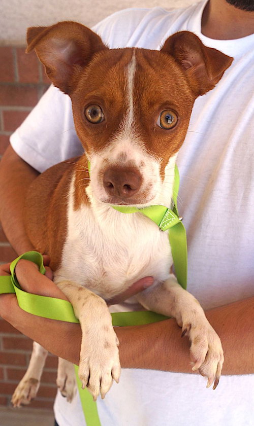 picture of the dog needing adoption