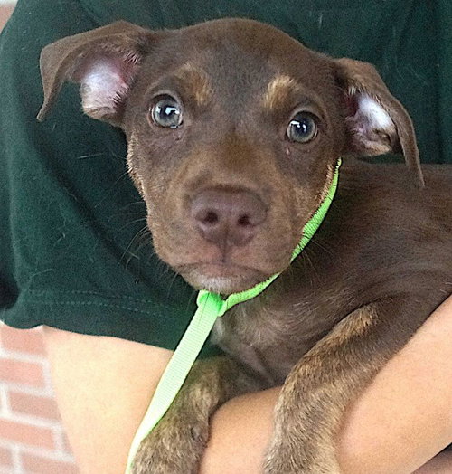 picture of the dog needing adoption