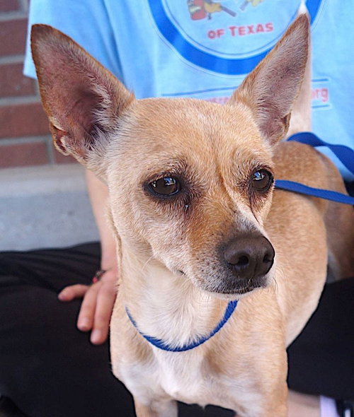 picture of the dog needing adoption