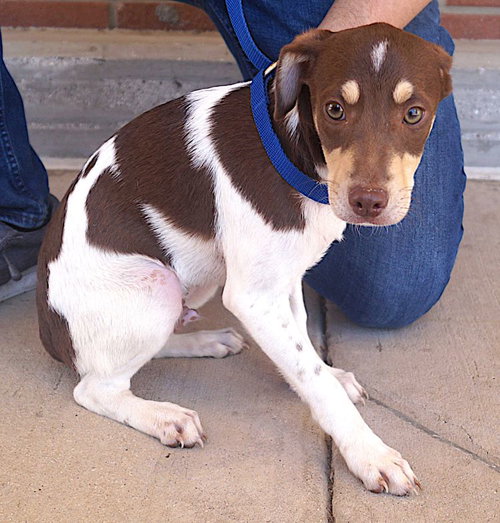 picture of the dog needing adoption