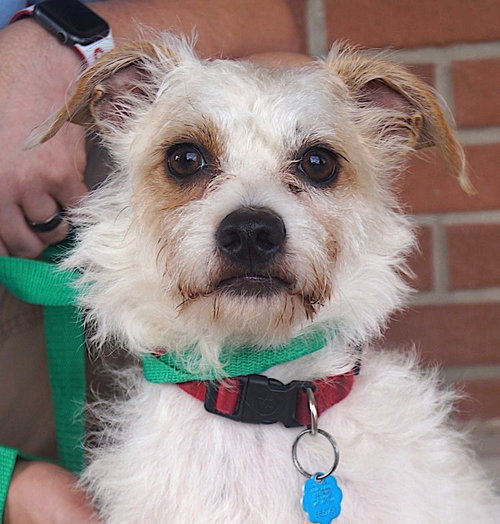 picture of the dog needing adoption