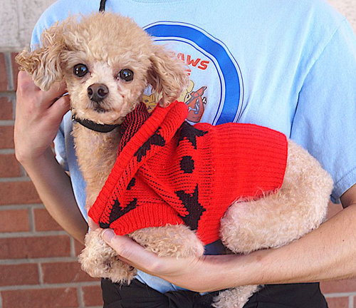 picture of the dog needing adoption