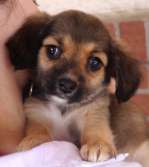 picture of the dog needing adoption