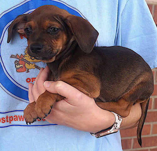 picture of the dog needing adoption