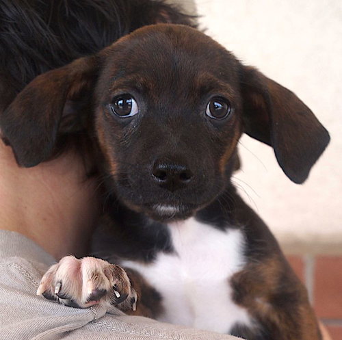 picture of the dog needing adoption