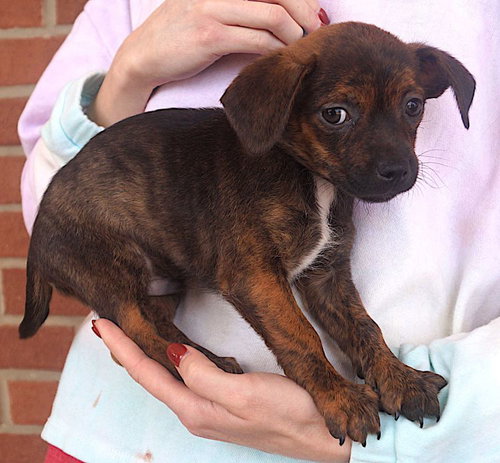 picture of the dog needing adoption