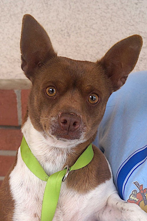 picture of the dog needing adoption