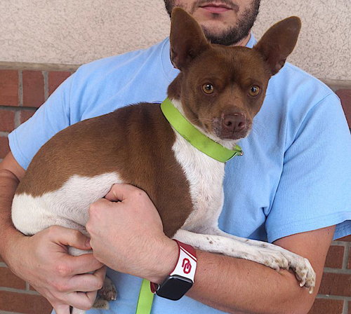 ROSCOE - Jack Russell Terrier / Chihuahua available for adoption