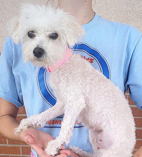 picture of the dog needing adoption
