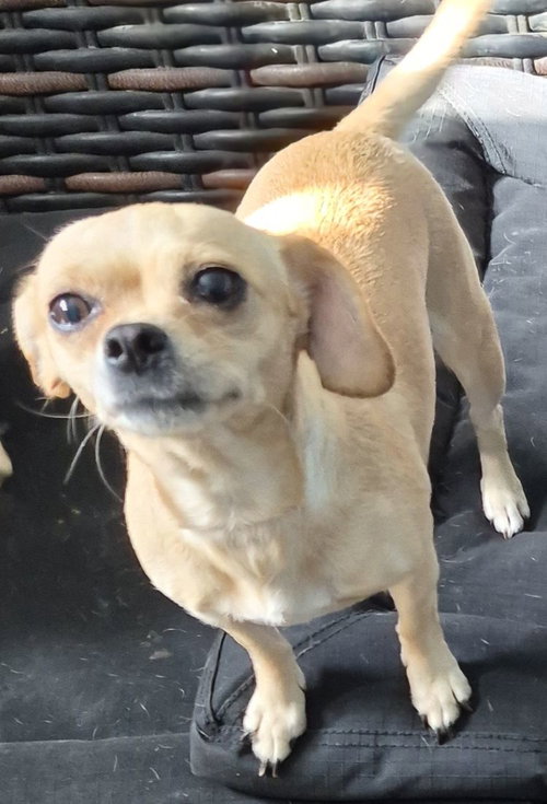picture of the dog needing adoption