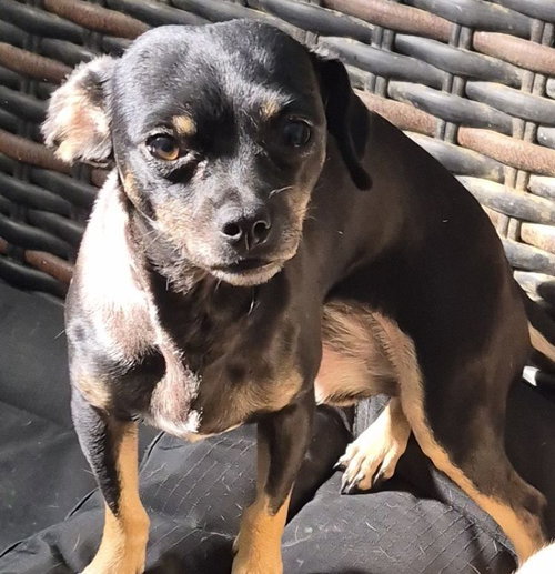 picture of the dog needing adoption