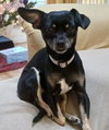 Rosie - Photo 1