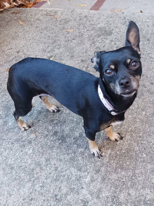 ROSIE - Chihuahua available for adoption