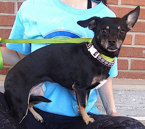 picture of the dog needing adoption