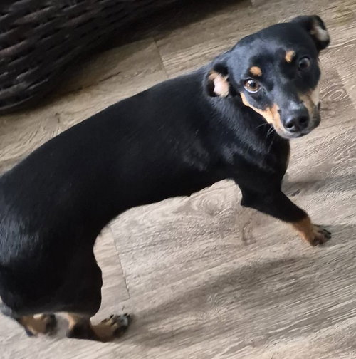 picture of the dog needing adoption