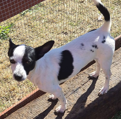 picture of the dog needing adoption