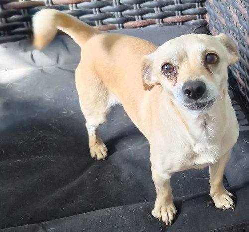 picture of the dog needing adoption