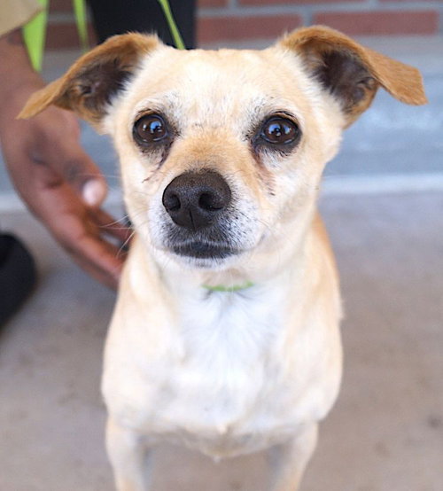 picture of the dog needing adoption