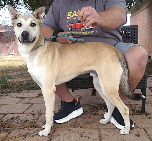 PERRY - Shepherd available for adoption