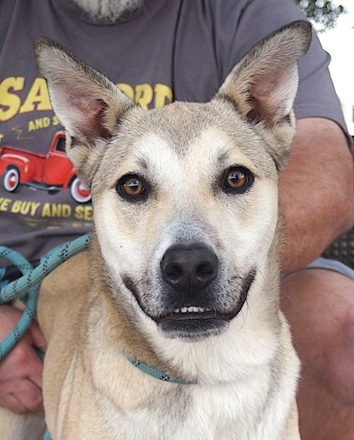 PERRY - Shepherd available for adoption