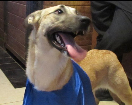 REBA - Shepherd available for adoption