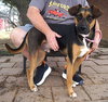 Ace - Photo 1