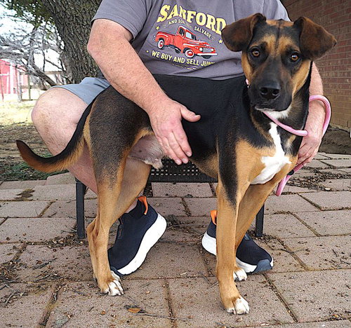ACE - Shepherd available for adoption