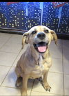 Zenzi - Photo 1