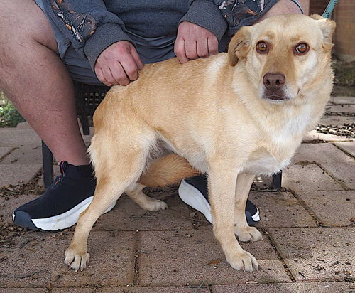 DELPHIA - Labrador Retriever available for adoption