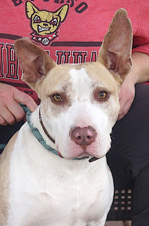 PENNY - Pit Bull Terrier available for adoption