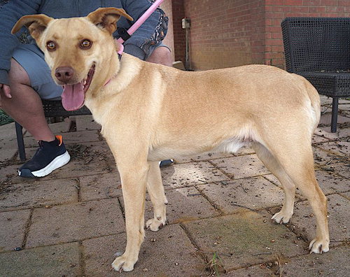 BENNINGTON - Labrador Retriever available for adoption