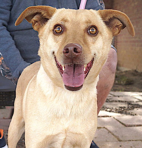 BENNINGTON - Labrador Retriever available for adoption