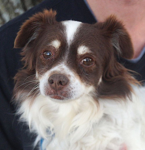 picture of the dog needing adoption