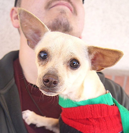 picture of the dog needing adoption