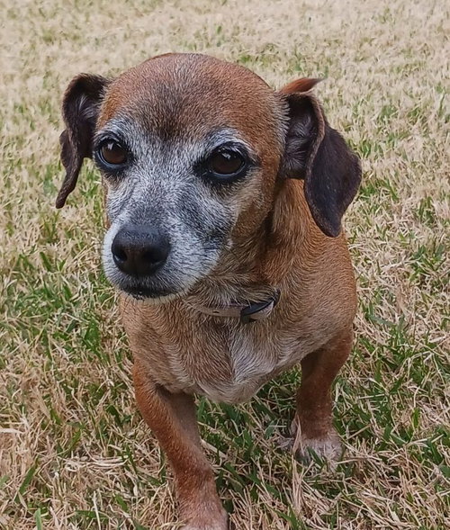 picture of the dog needing adoption
