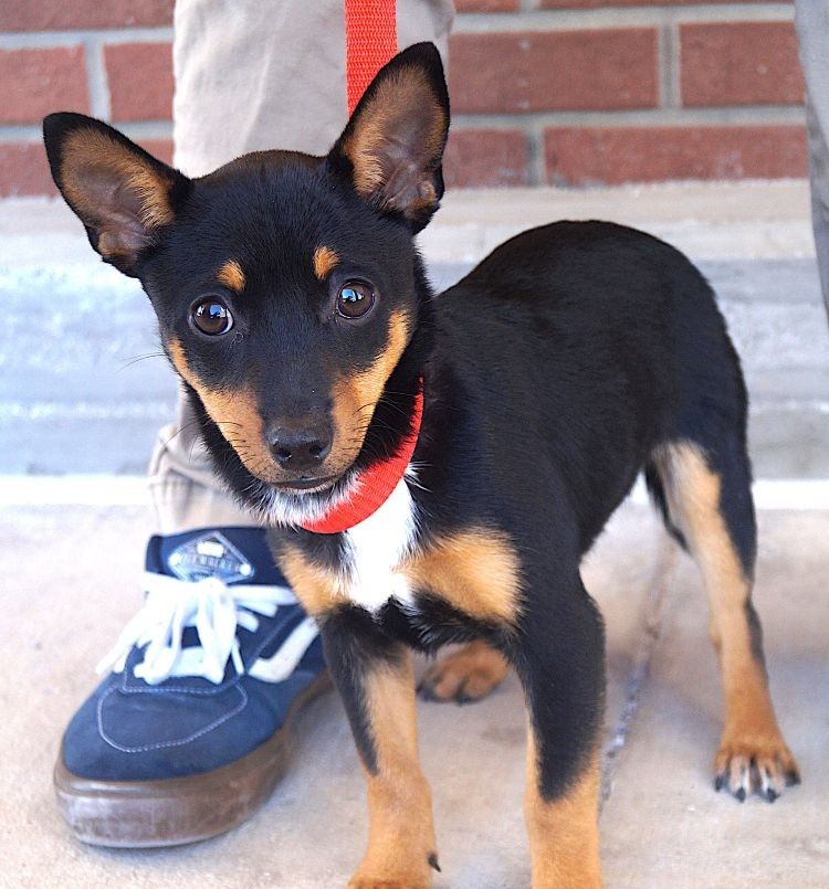 Eddie Image