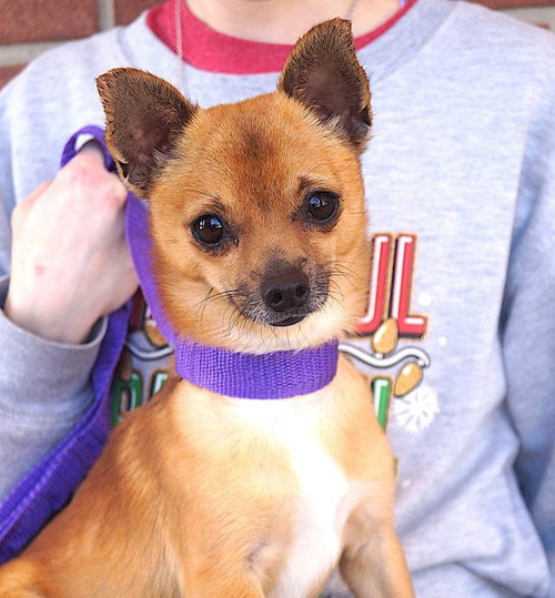 picture of the dog needing adoption
