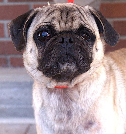 picture of the dog needing adoption