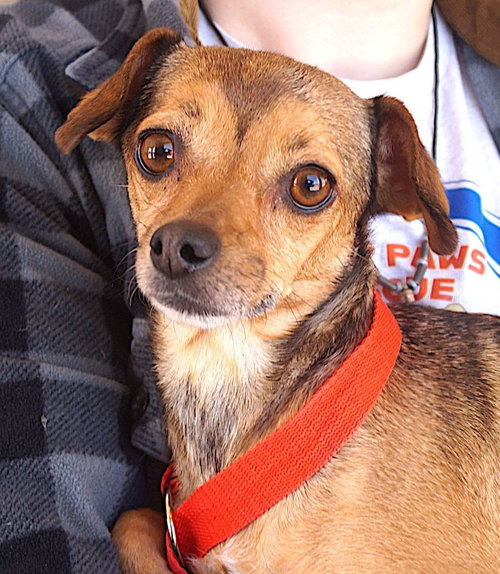 picture of the dog needing adoption