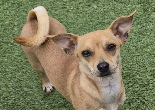 picture of the dog needing adoption