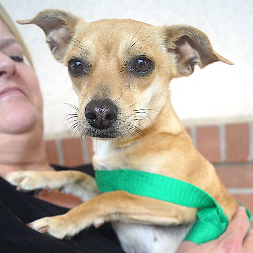 Daisy, an adoptable Chihuahua in Carrollton, TX