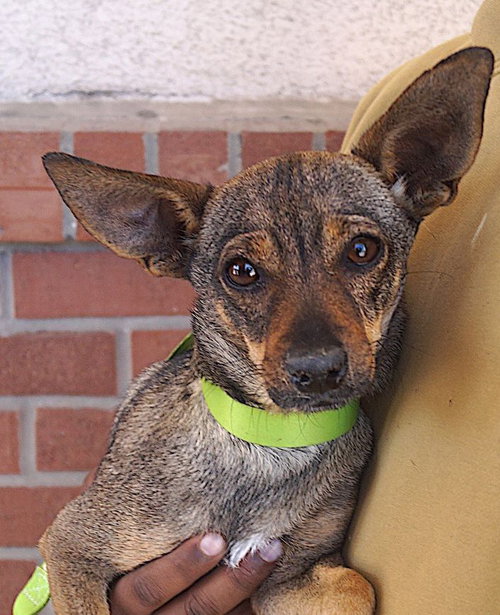 picture of the dog needing adoption